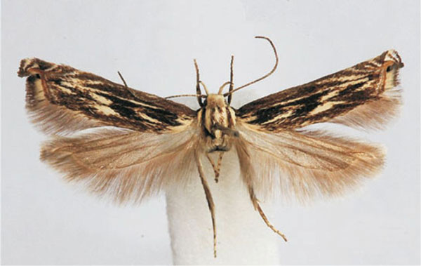 /filer/webapps/moths/media/images/S/striella_Polyhymno_HT_BMNH.jpg