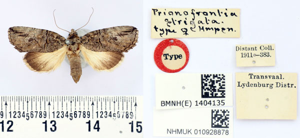 /filer/webapps/moths/media/images/S/strigata_Prionofrontia_HT_BMNH.jpg