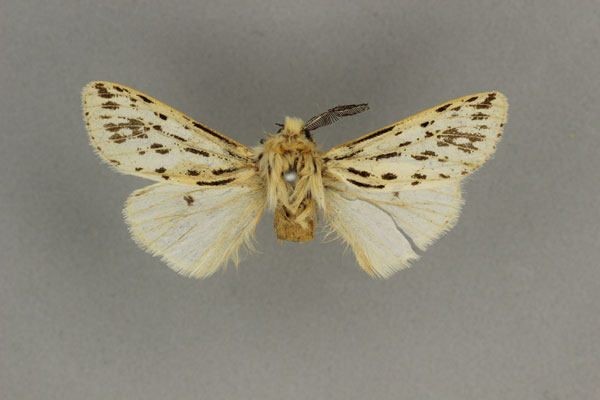 /filer/webapps/moths/media/images/S/strigulosa_Paralpenus_HT_BMNH.jpg