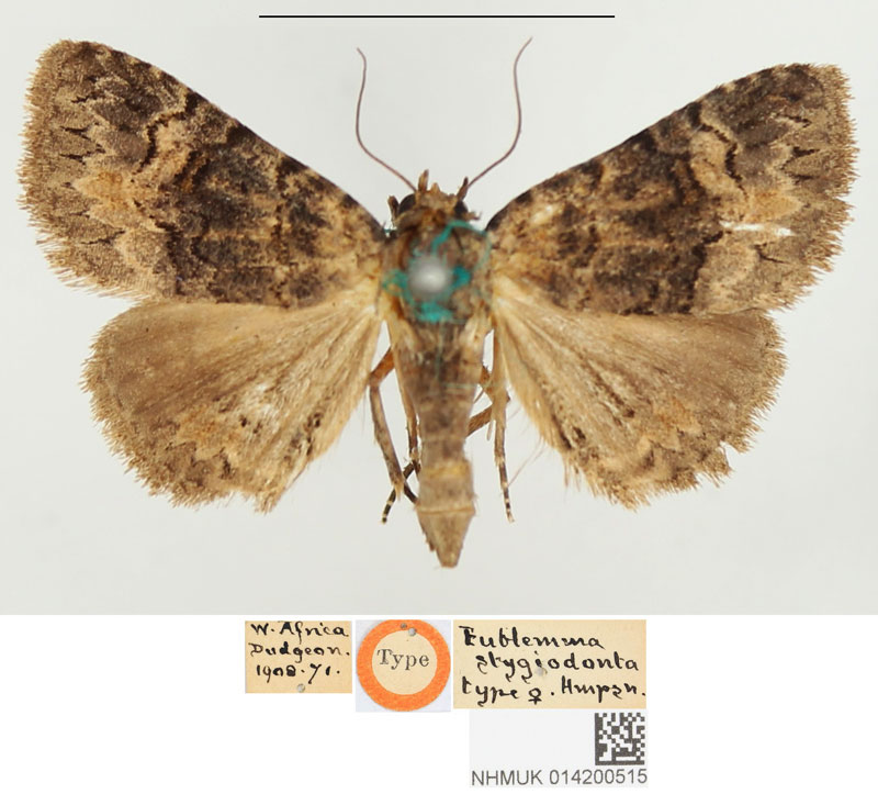 /filer/webapps/moths/media/images/S/stygiodonta_Eublemma_HT_BMNH.jpg