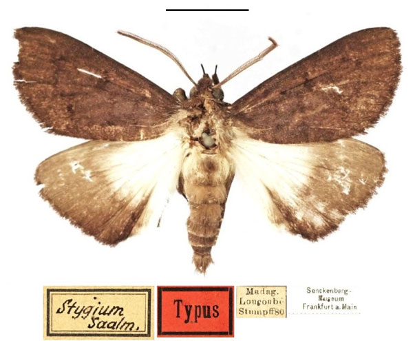 /filer/webapps/moths/media/images/S/stygium_Megacephalon_HT_SNMF.jpg