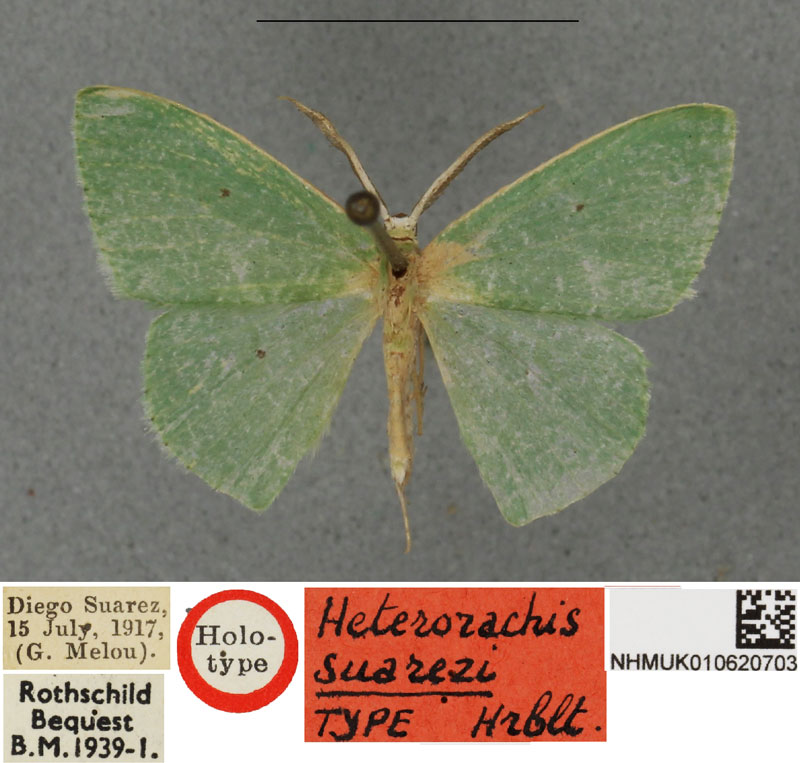 /filer/webapps/moths/media/images/S/suarezi_Heterorachis_HT_BMNHa.jpg