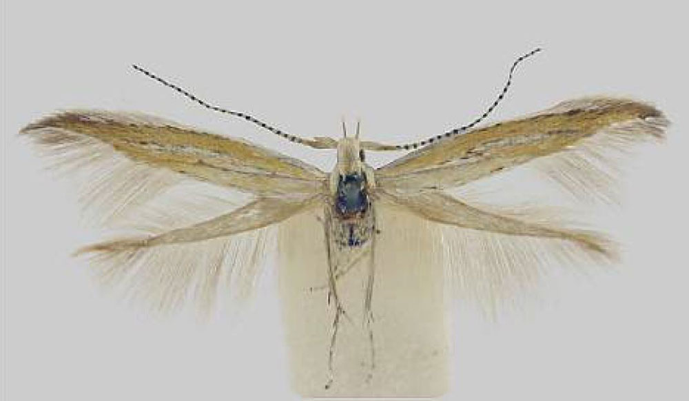 /filer/webapps/moths/media/images/S/suavis_Coleophora_HT_TMSA.jpg