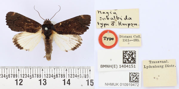 /filer/webapps/moths/media/images/S/subalbida_Nagia_HT_BMNH.jpg