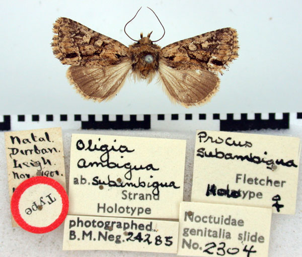 /filer/webapps/moths/media/images/S/subambigua_Procus_HT_BMNH.jpg