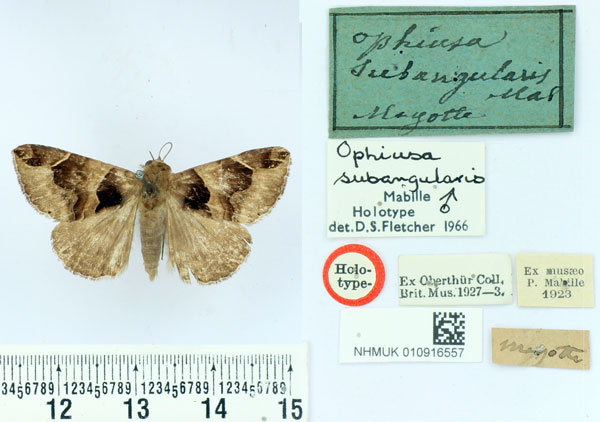 /filer/webapps/moths/media/images/S/subangularis_Ophiusa_HT_BMNH.jpg