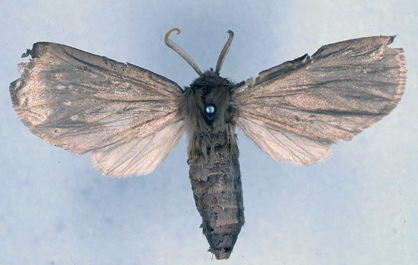 /filer/webapps/moths/media/images/S/subargentea_Apisa_HT_BMNH_01.jpg