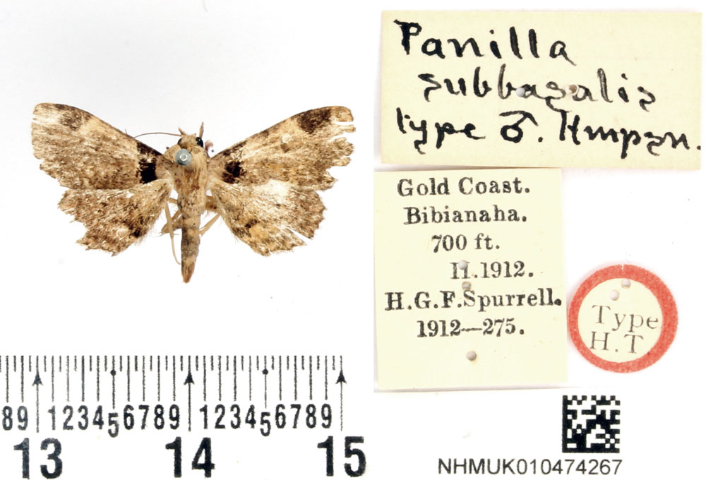 /filer/webapps/moths/media/images/S/subbasalis_Panilla_HT_BMNH.jpg