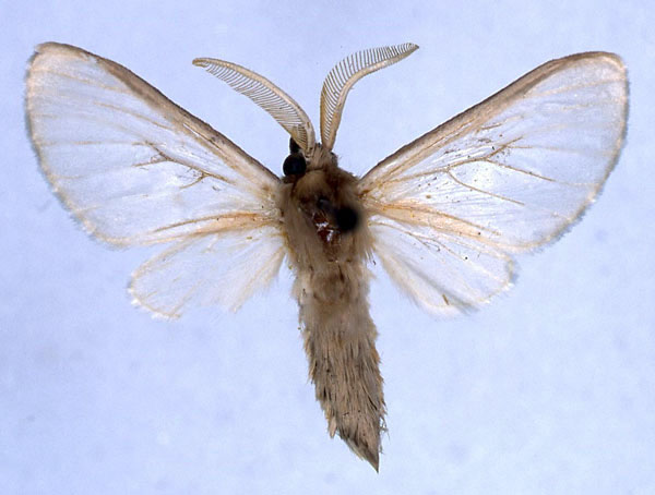 /filer/webapps/moths/media/images/S/subcanescens_Apisa_HT_BMNH_01.jpg