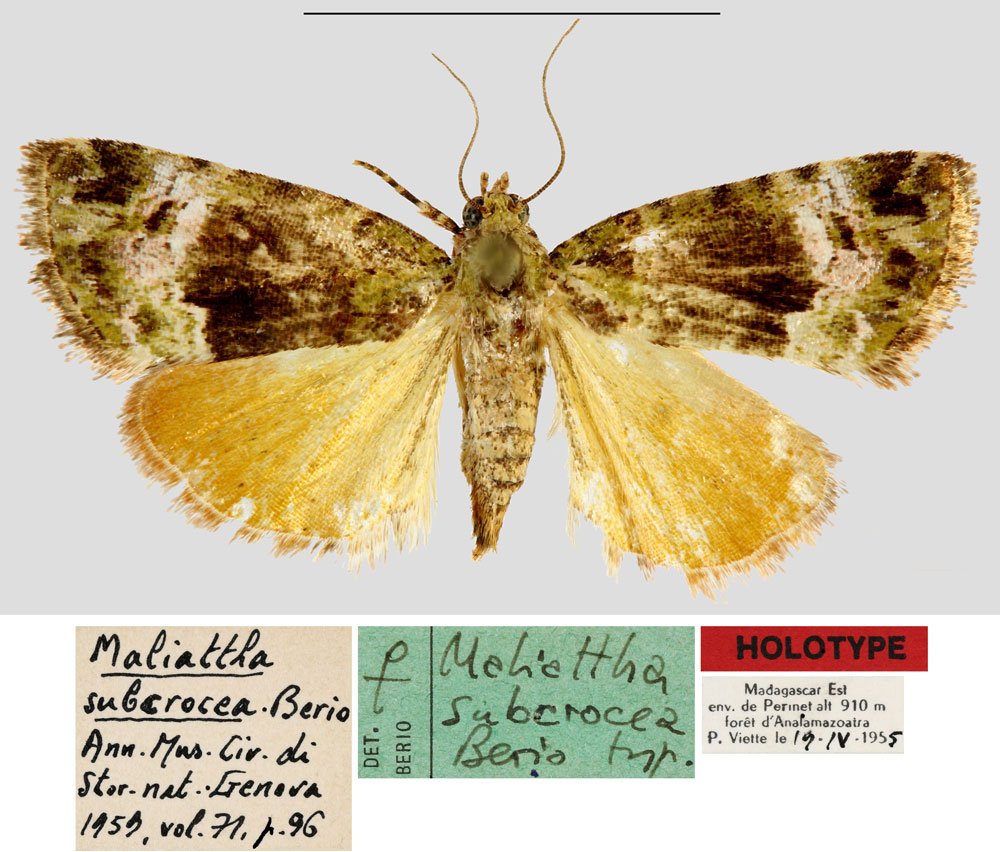 /filer/webapps/moths/media/images/S/subcrocea_Maliattha_HT_MNHN.jpg