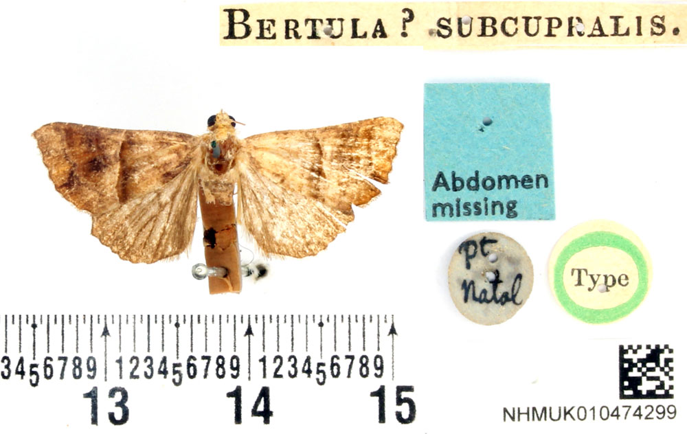 /filer/webapps/moths/media/images/S/subcupralis_Bertula_HT_BMNH.jpg
