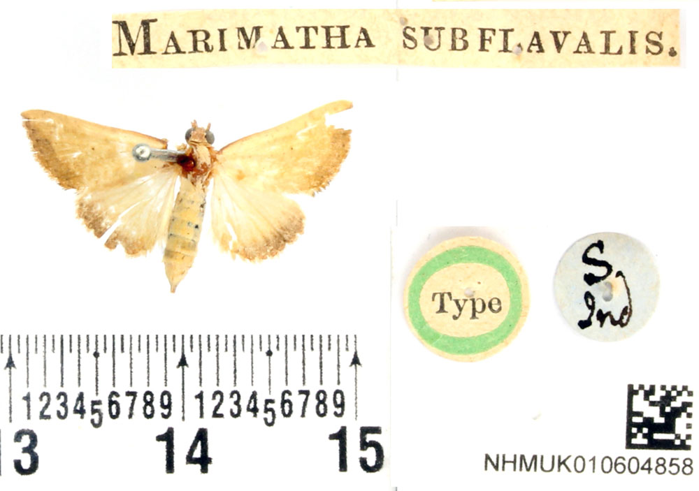 /filer/webapps/moths/media/images/S/subflavalis_Marimatha_HT_BMNH.jpg