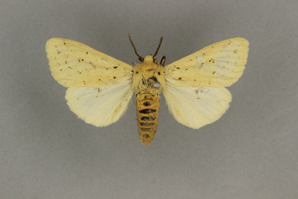 /filer/webapps/moths/media/images/S/subflavescens_Eyralpenus_HT_BMNH.jpg