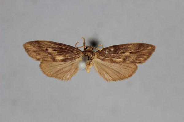 /filer/webapps/moths/media/images/S/subfusca_Exilisia_HT_BMNH.jpg
