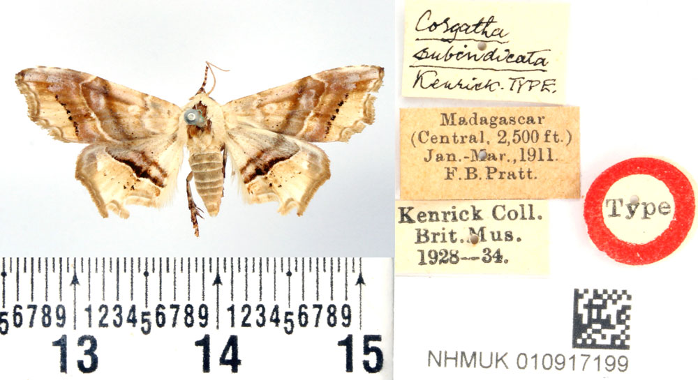 /filer/webapps/moths/media/images/S/subindicata_Corgatha_HT_BMNH.jpg