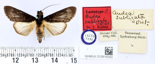 /filer/webapps/moths/media/images/S/subligata_Audea_LT_BMNH.jpg
