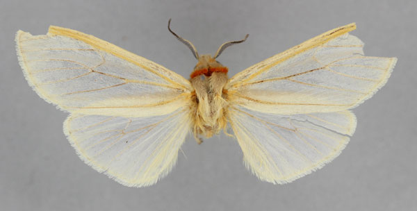 /filer/webapps/moths/media/images/S/sublutescens_Afromurzinia_HT_BMNH.jpg