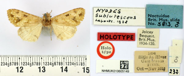 /filer/webapps/moths/media/images/S/sublutescens_Nyodes_HT_BMNH.jpg