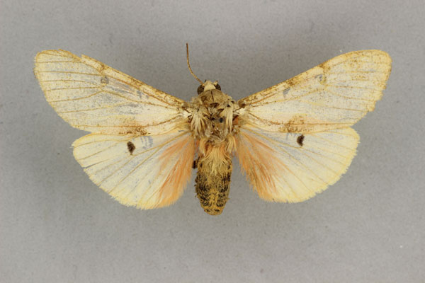 /filer/webapps/moths/media/images/S/submacula_Teracotona_HT_BMNH.jpg