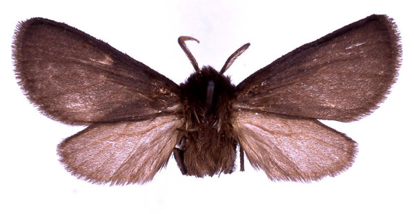 /filer/webapps/moths/media/images/S/subnigra_Metarctia_HT_BMNH_01.jpg