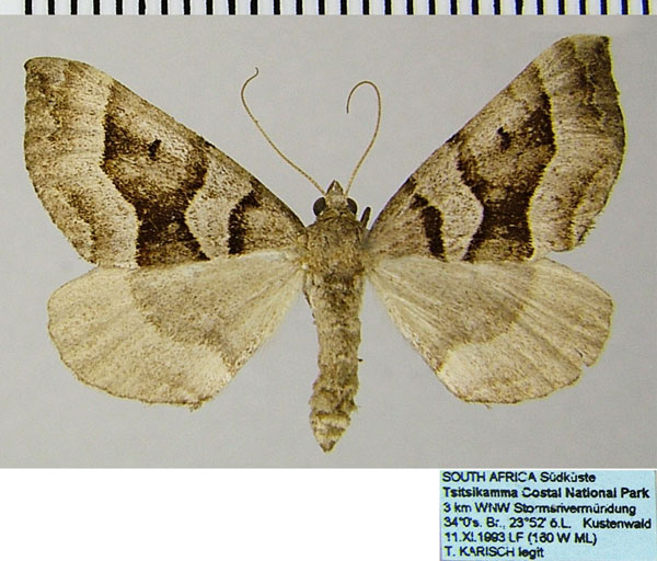 /filer/webapps/moths/media/images/S/subrectiaria_Parortholitha_AF_ZSMa.jpg