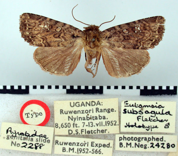 /filer/webapps/moths/media/images/S/subsagula_Eutamsia_HT_BMNH.jpg