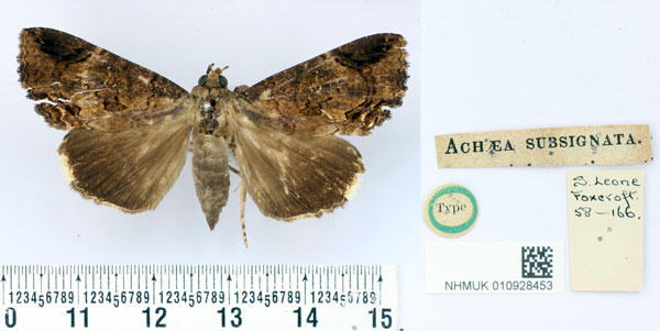 /filer/webapps/moths/media/images/S/subsignata_Achaea_HT_BMNH.jpg