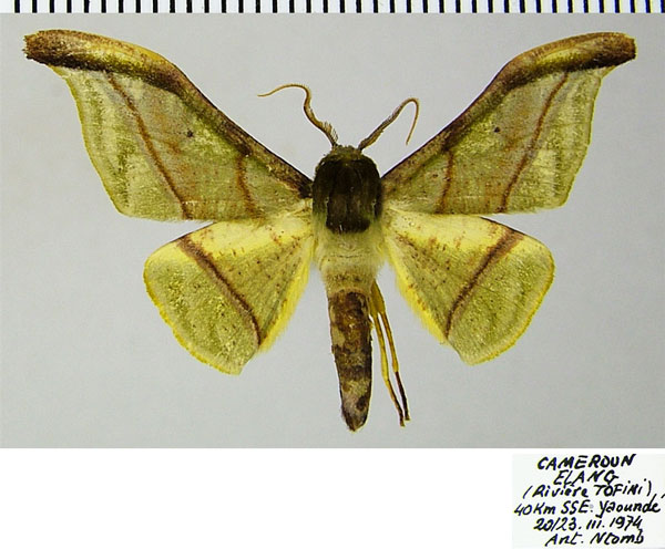 /filer/webapps/moths/media/images/S/subsplendens_Plegapteryx_AM_ZSMa.jpg