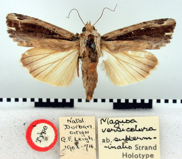 /filer/webapps/moths/media/images/S/subterminalis_Magusa_HT_BMNH.jpg
