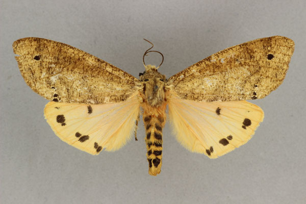 /filer/webapps/moths/media/images/S/subterminata_Teracotona_HT_BMNH.jpg