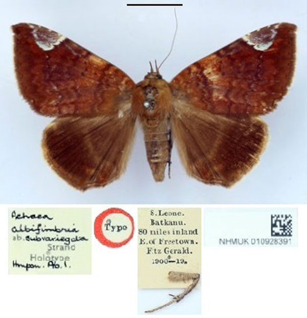 /filer/webapps/moths/media/images/S/subvariegata_Achaea_HT_BMNH.jpg