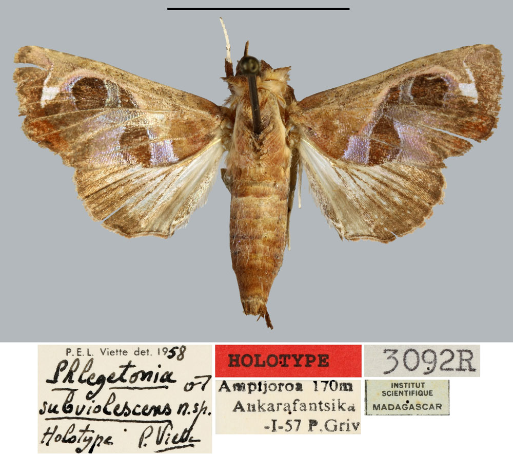 /filer/webapps/moths/media/images/S/subviolescens_Phlegetonia_HT_MNHN.jpg