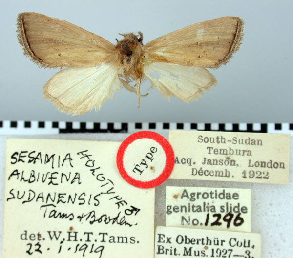 /filer/webapps/moths/media/images/S/sudanensis_Sesamia_HT_BMNH.jpg