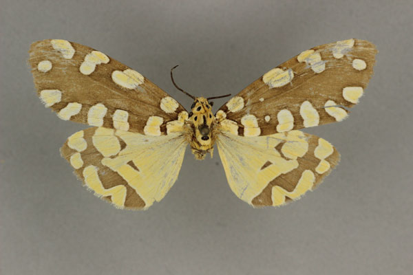 /filer/webapps/moths/media/images/S/sudanicus_Afrowatsonius_HT_BMNH.jpg