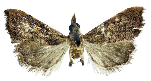 /filer/webapps/moths/media/images/S/suffusalis_Ptychopseustis_HT_BMNH.jpg