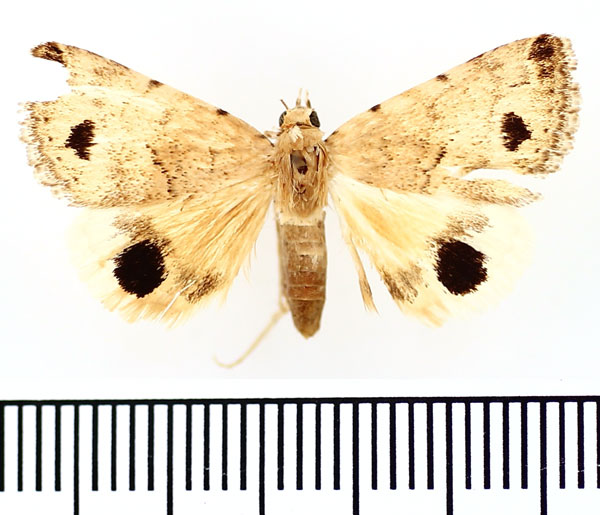 /filer/webapps/moths/media/images/S/surcoufi_Anumeta_AF_BMNH.jpg