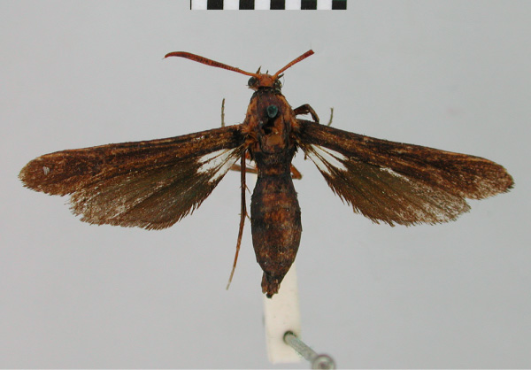 /filer/webapps/moths/media/images/S/surodes_Podosesia_HT_BMNH.jpg