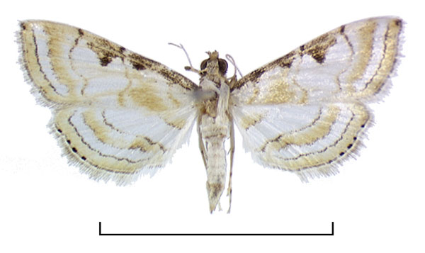 /filer/webapps/moths/media/images/S/suttoni_Argyrophorodes_HT_BMNH.jpg