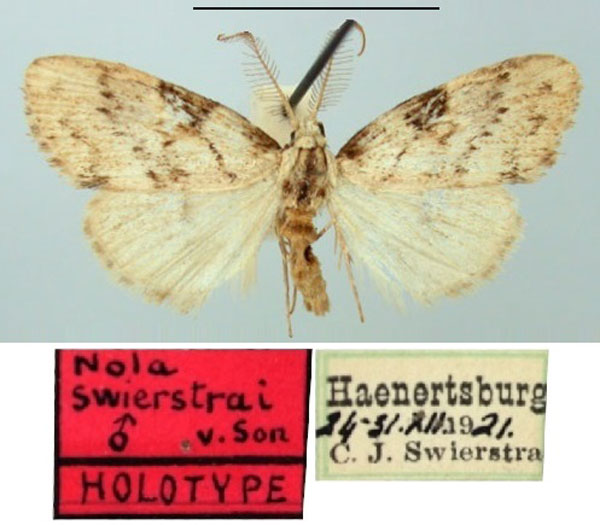 /filer/webapps/moths/media/images/S/swierstrai_Nola_HT_TMSA.jpg