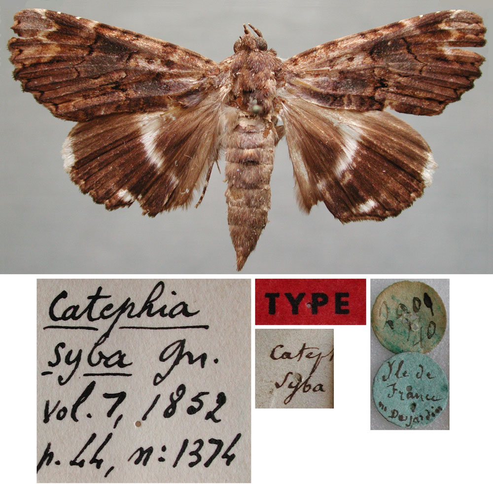 /filer/webapps/moths/media/images/S/syba_Catephia_HT_MNHN.jpg