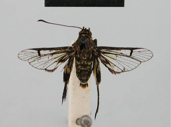 /filer/webapps/moths/media/images/S/sylphina_Lepidopoda_HT_BMNH.jpg