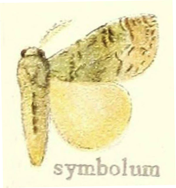 /filer/webapps/moths/media/images/S/symbolum_Dasychira_STM_Hering_21i.jpg