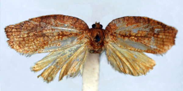 /filer/webapps/moths/media/images/S/symmetra_Labidosa_LT_BMNH.jpg