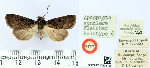 /filer/webapps/moths/media/images/S/synclera_Apospasta_HT_BMNH.jpg