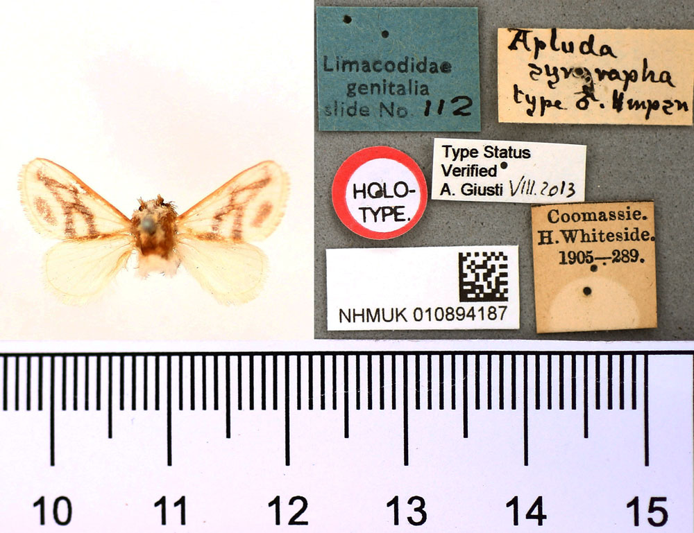 /filer/webapps/moths/media/images/S/syngrapha_Apluda_HT_BMNH.jpg