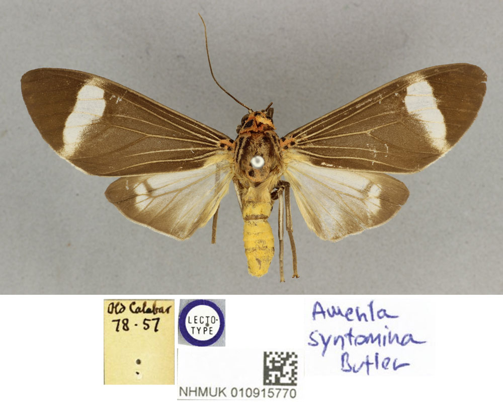 /filer/webapps/moths/media/images/S/syntomina_Amerila_LT_BMNH.jpg