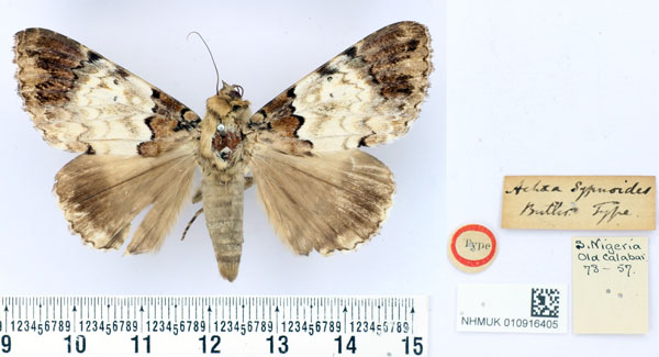 /filer/webapps/moths/media/images/S/sypnoides_Achaea_HT_BMNH.jpg