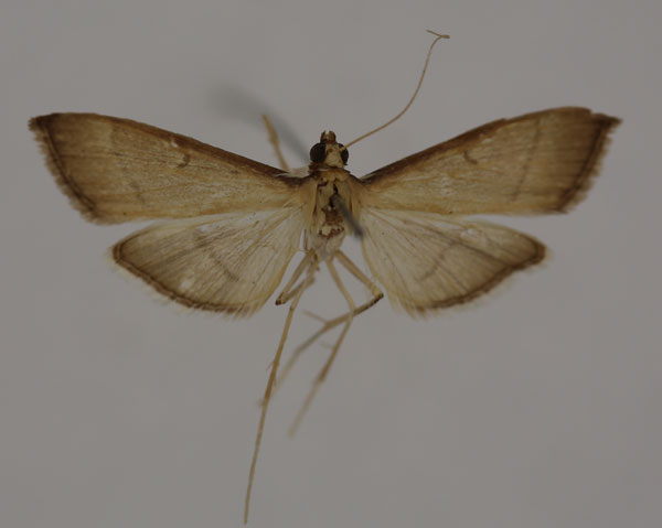 /filer/webapps/moths/media/images/T/tabidalis_Bradina_A_BMNH.jpg