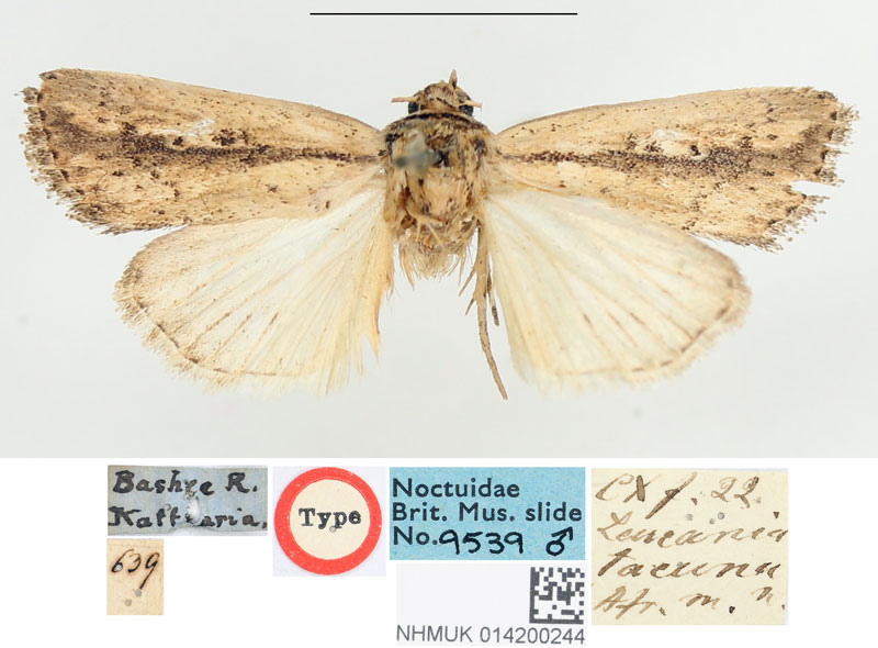 /filer/webapps/moths/media/images/T/tacuna_Leucania_HT_BMNH.jpg