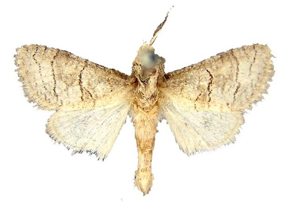 /filer/webapps/moths/media/images/T/tahamae_Afroarabiella_HT_BMNH.jpg